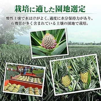 お値下げ中☆紫宙 杉玉・チェリー・パイナップル 720ml 3本組 Amazon.co.jp: スミフル パイナップル パイン 甘熟王 7玉 訳あり